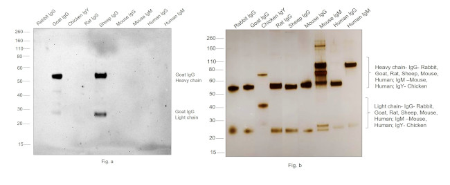 Goat IgG (H+L) Cross-Adsorbed Secondary Antibody in Western Blot (WB)