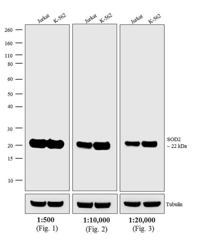 Mouse IgG (H+L) Secondary Antibody in Western Blot (WB)