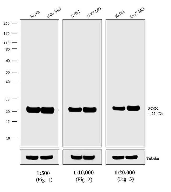 Mouse IgG (H+L) Secondary Antibody in Western Blot (WB)