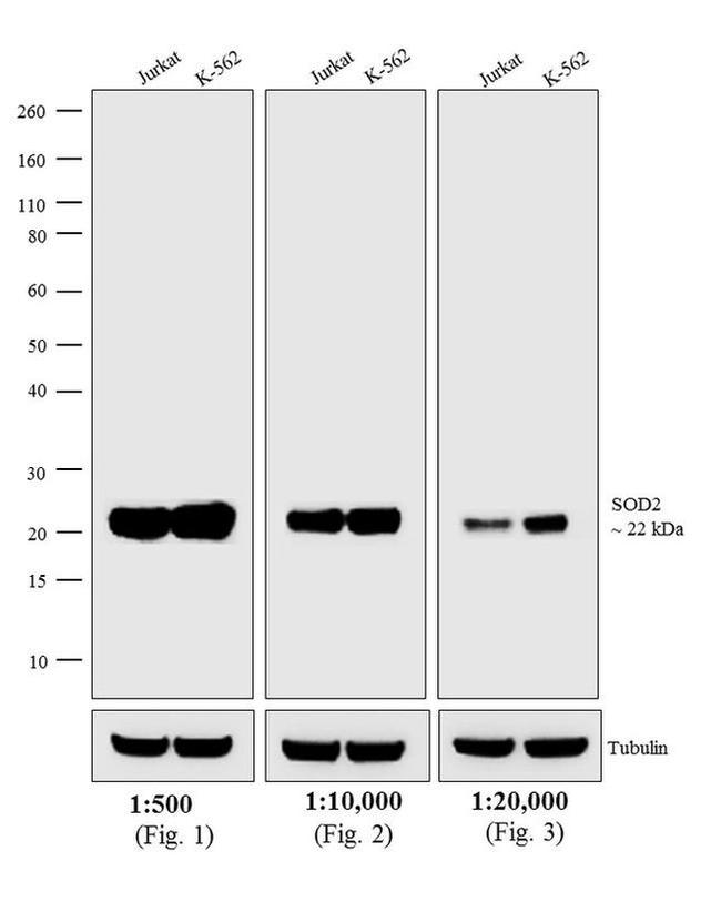 Mouse IgG (H+L) Highly Cross-Adsorbed Secondary Antibody in Western Blot (WB)