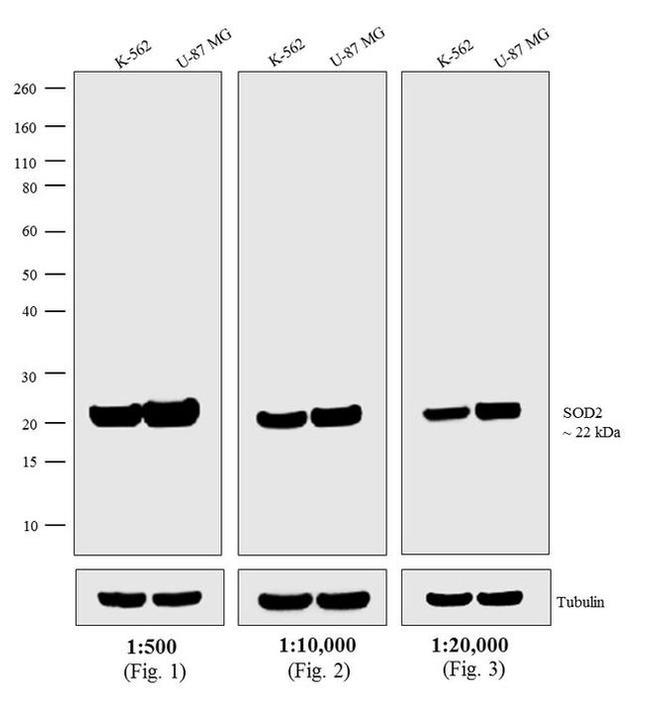 Mouse IgG (H+L) Highly Cross-Adsorbed Secondary Antibody in Western Blot (WB)