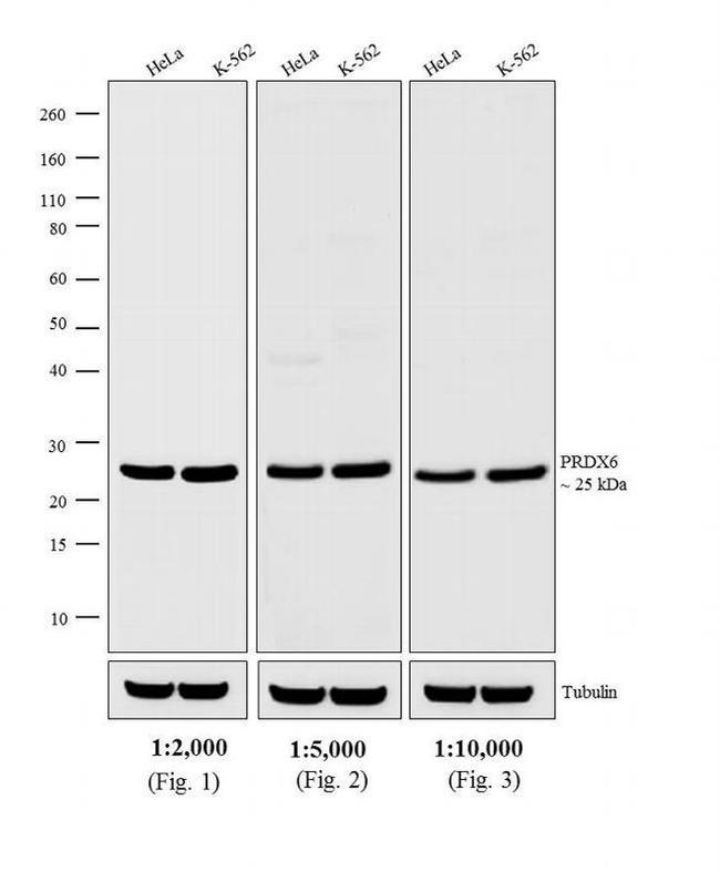 Rabbit IgG (H+L) Cross-Adsorbed Secondary Antibody in Western Blot (WB)