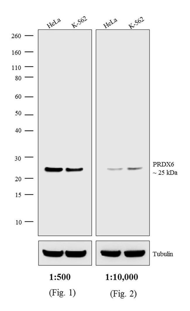 Rabbit IgG (H+L) Highly Cross-Adsorbed Secondary Antibody in Western Blot (WB)