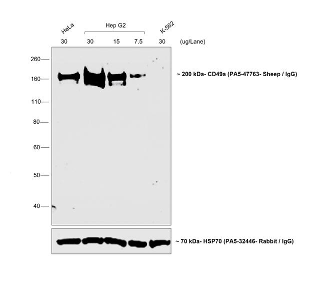 Sheep IgG (H+L) Highly Cross-Adsorbed Secondary Antibody in Western Blot (WB)