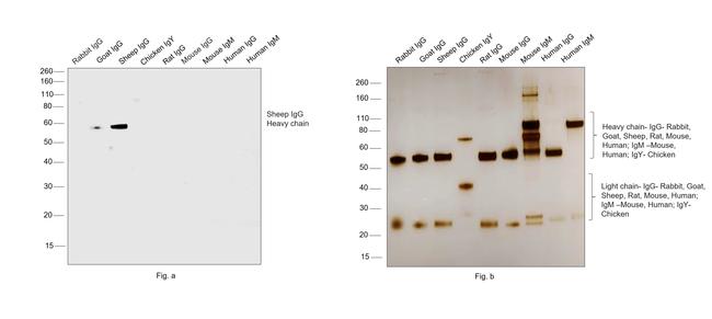 Sheep IgG (H+L) Highly Cross-Adsorbed Secondary Antibody in Western Blot (WB)