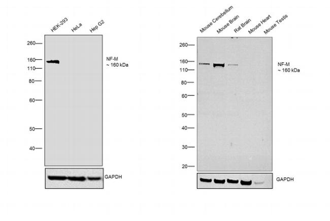 Chicken IgY (H+L) Secondary Antibody in Western Blot (WB)