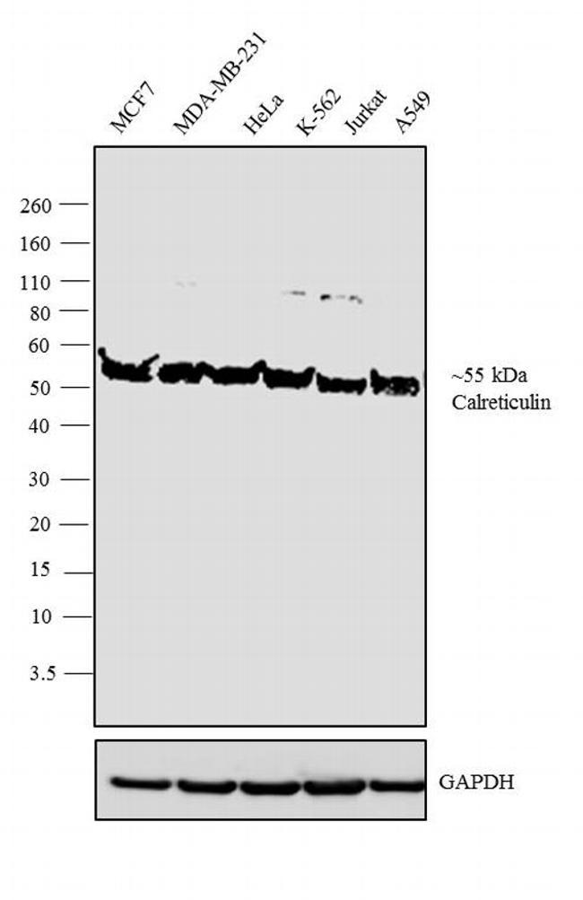 Chicken IgY (H+L) Secondary Antibody in Western Blot (WB)