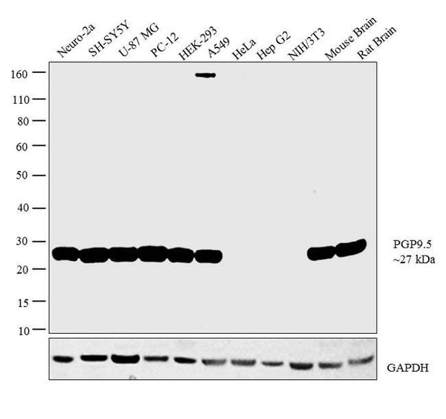 Chicken IgY (H+L) Secondary Antibody in Western Blot (WB)