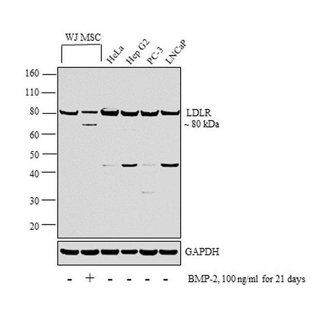 Chicken IgY (H+L) Secondary Antibody in Western Blot (WB)