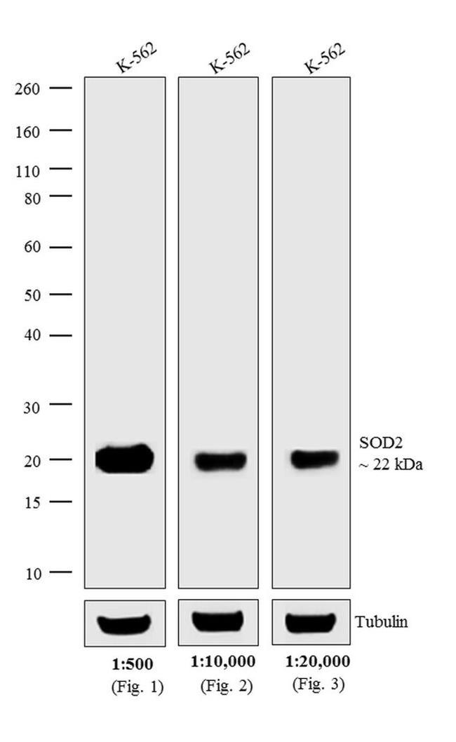 Mouse IgG (H+L) Secondary Antibody in Western Blot (WB)