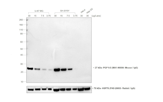 Mouse IgG (H+L) Cross-Adsorbed Secondary Antibody in Western Blot (WB)