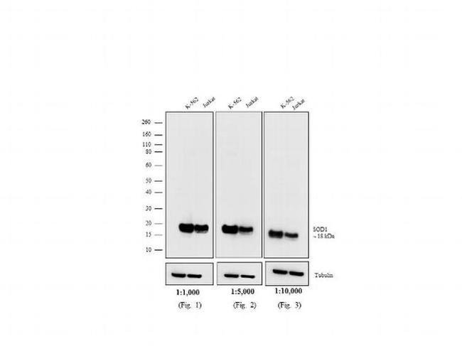 Mouse IgG (H+L) Cross-Adsorbed Secondary Antibody in Western Blot (WB)