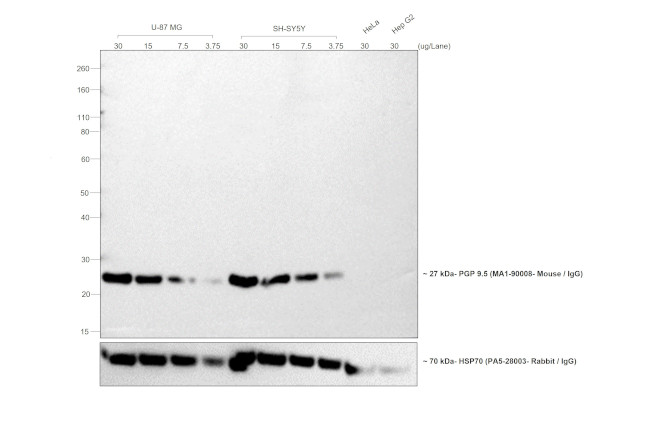 Mouse IgG (H+L) Highly Cross-Adsorbed Secondary Antibody in Western Blot (WB)