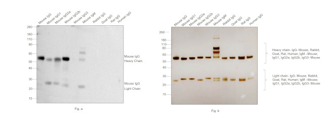 Mouse IgG (H+L) Highly Cross-Adsorbed Secondary Antibody in Western Blot (WB)