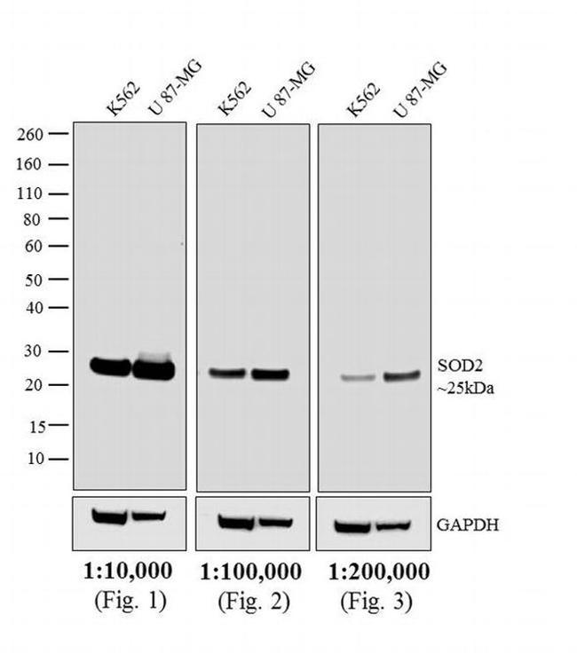 Mouse IgG (H+L) Highly Cross-Adsorbed Secondary Antibody in Western Blot (WB)