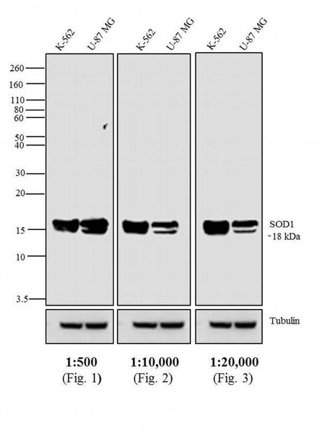 Mouse IgG Fc Secondary Antibody in Western Blot (WB)