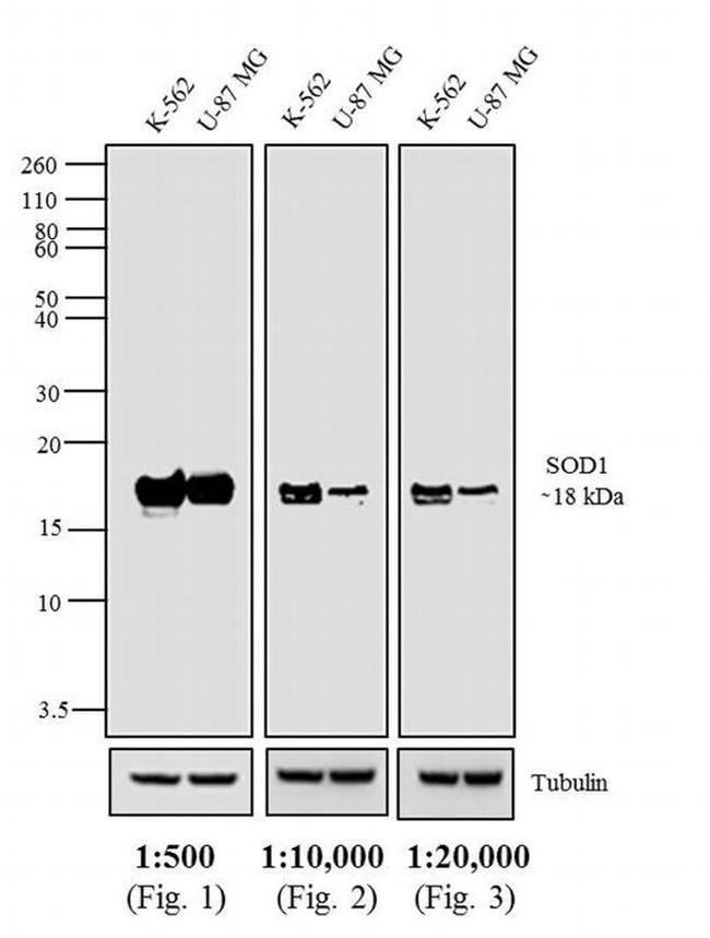 Mouse IgG Fc Cross-Adsorbed Secondary Antibody in Western Blot (WB)