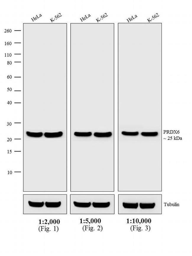 Rabbit IgG (H+L) Secondary Antibody in Western Blot (WB)