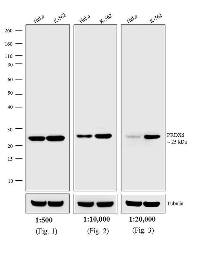 Rabbit IgG (H+L) Secondary Antibody in Western Blot (WB)