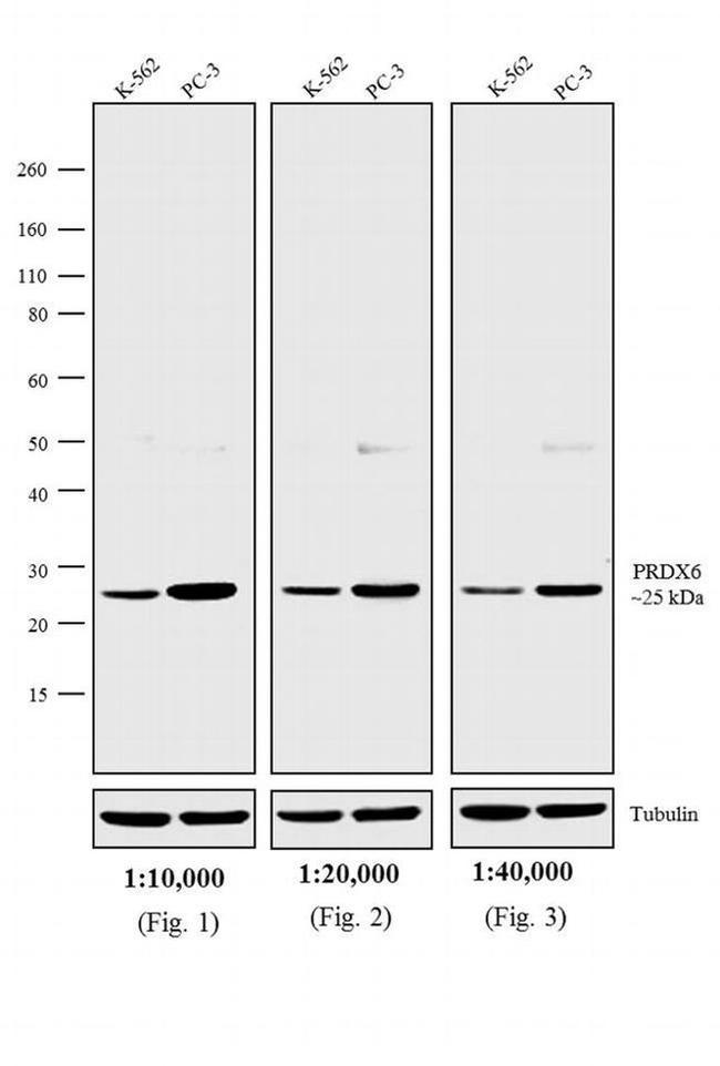 Rabbit IgG (H+L) Cross-Adsorbed Secondary Antibody in Western Blot (WB)