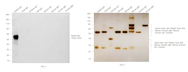 Rabbit IgG (H+L) Highly Cross-Adsorbed Secondary Antibody in Western Blot (WB)