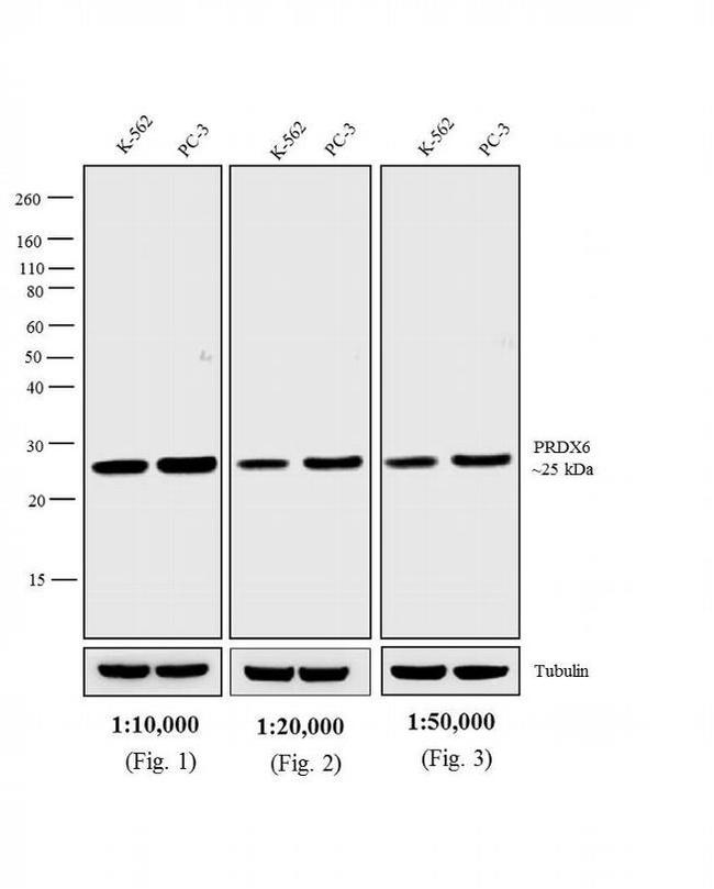 Rabbit IgG Fc Cross-Adsorbed Secondary Antibody in Western Blot (WB)