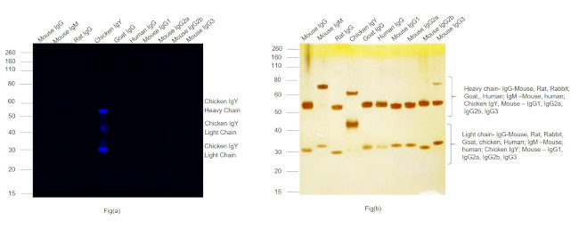 Chicken IgY (H+L) Secondary Antibody