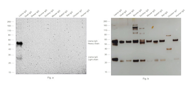 Llama IgG (H+L) Secondary Antibody in Western Blot (WB)