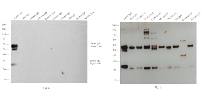 Llama IgG (H+L) Secondary Antibody in Western Blot (WB)