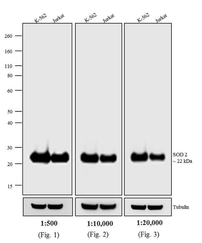 Mouse IgG (H+L) Secondary Antibody in Western Blot (WB)