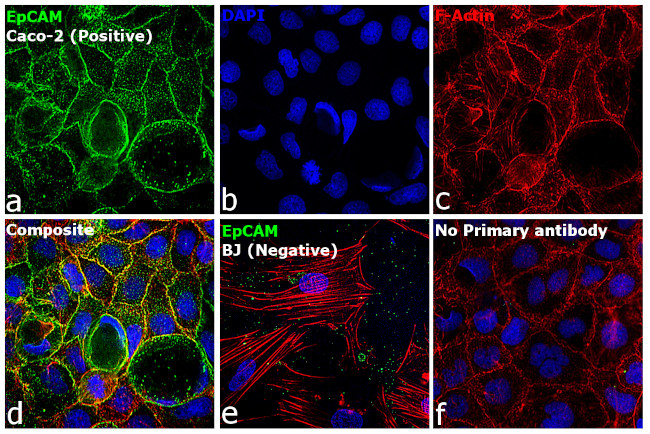 Mouse IgG (H+L) Secondary Antibody in Immunocytochemistry (ICC/IF)