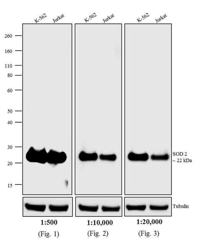 Mouse IgG (H+L) Secondary Antibody in Western Blot (WB)