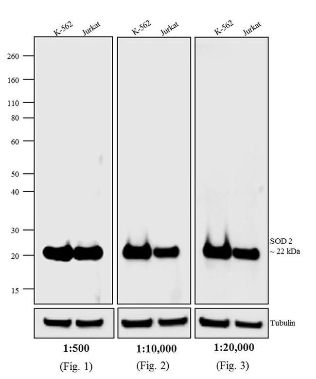 Mouse IgG (H+L) Cross-Adsorbed Secondary Antibody in Western Blot (WB)