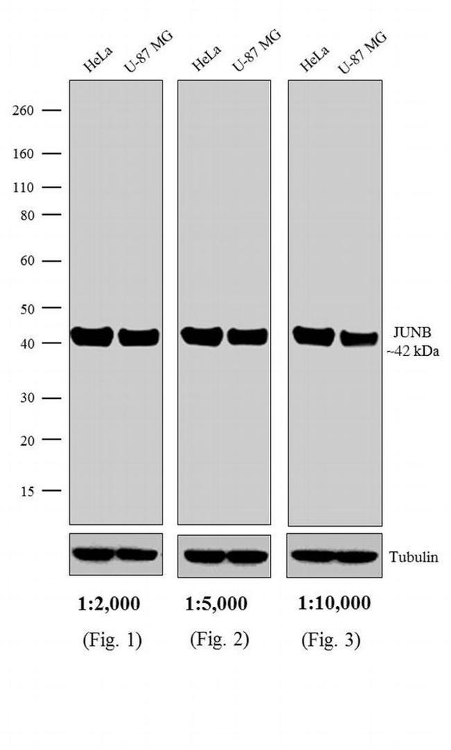 Rabbit IgG (H+L) Secondary Antibody in Western Blot (WB)