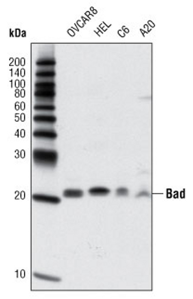 Bad Antibody in Western Blot (WB)