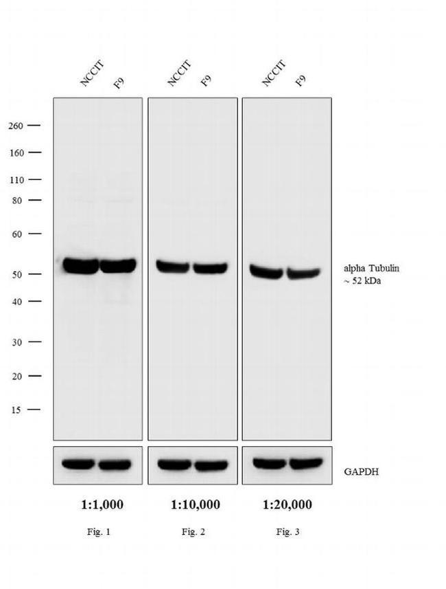 Rat IgG (H+L) Secondary Antibody in Western Blot (WB)