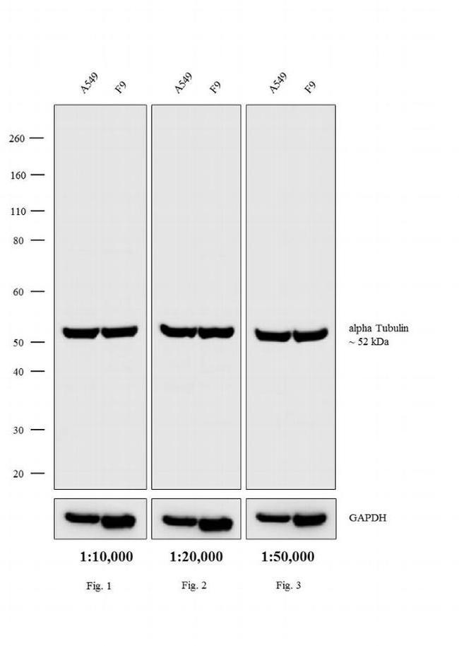 Rat IgG (H+L) Secondary Antibody in Western Blot (WB)