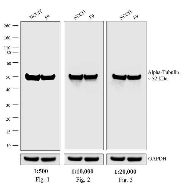 Rat IgG (H+L) Highly Cross-Adsorbed Secondary Antibody in Western Blot (WB)