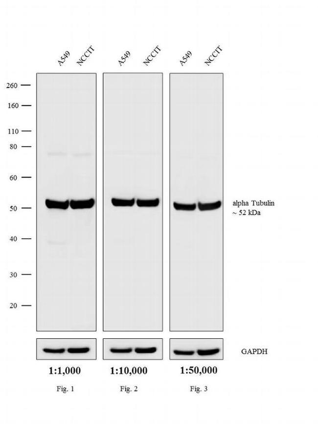 Rat IgG (H+L) Highly Cross-Adsorbed Secondary Antibody in Western Blot (WB)