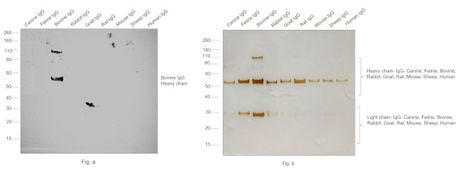 Bovine IgG (H+L) Secondary Antibody in Western Blot (WB)