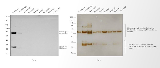 Canine IgG (H+L) Secondary Antibody in Western Blot (WB)