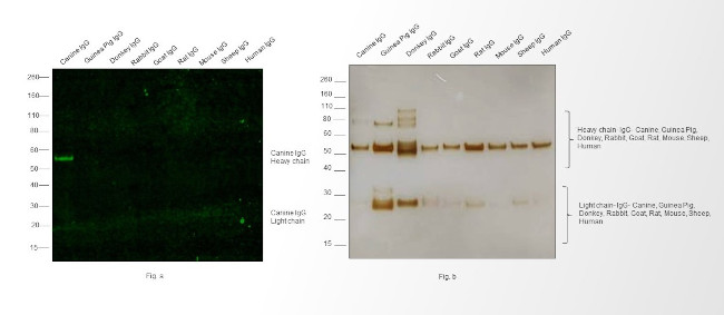 Canine IgG (H+L) Secondary Antibody