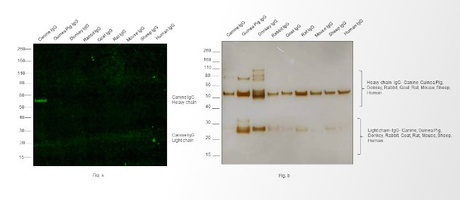 Canine IgG (H+L) Secondary Antibody in Western Blot (WB)