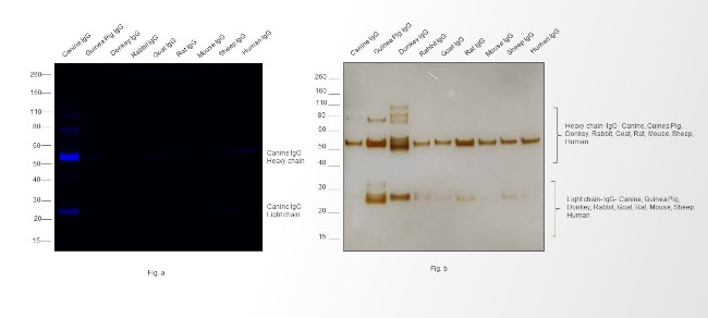 Canine IgG (H+L) Secondary Antibody in Western Blot (WB)