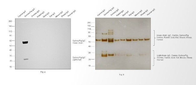 Guinea Pig IgG (H+L) Secondary Antibody in Western Blot (WB)