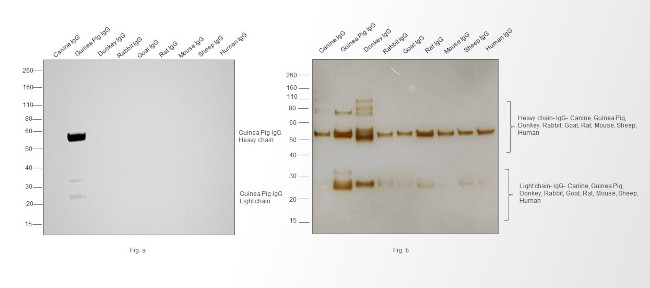 Guinea Pig IgG (H+L) Highly Cross-Adsorbed Secondary Antibody