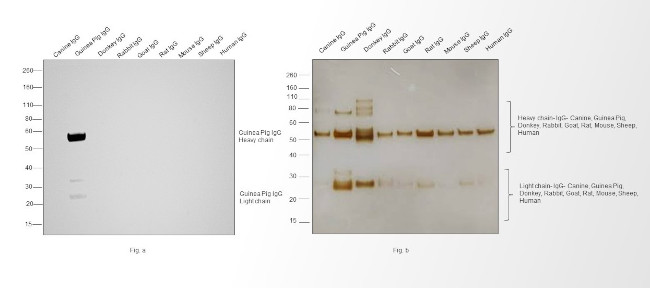 Guinea Pig IgG (H+L) Highly Cross-Adsorbed Secondary Antibody in Western Blot (WB)