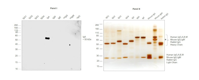 Human IgA Secondary Antibody