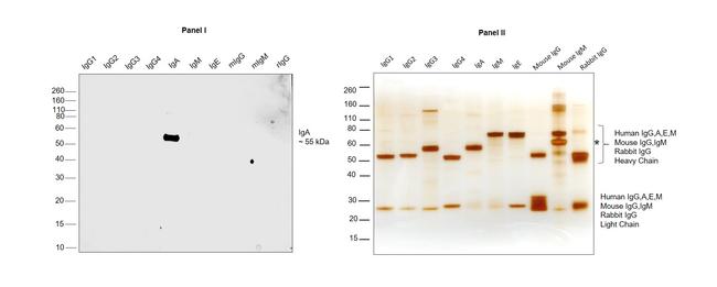 Human IgA Secondary Antibody in Western Blot (WB)