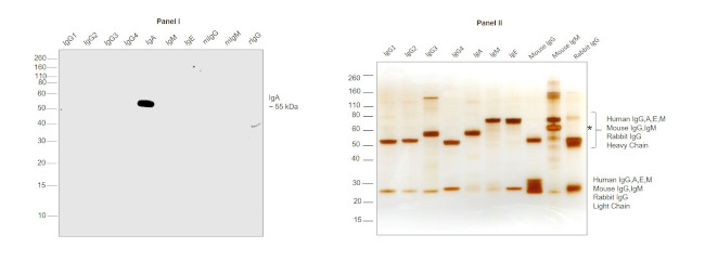 Human IgA Cross-Adsorbed Secondary Antibody